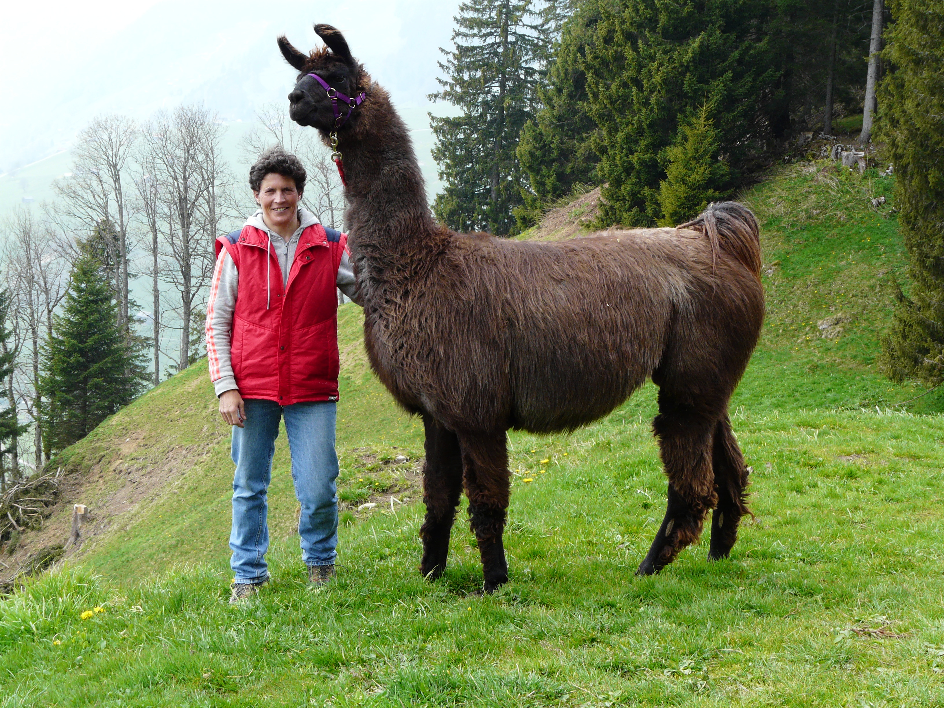 Wildhaus et ses lamas