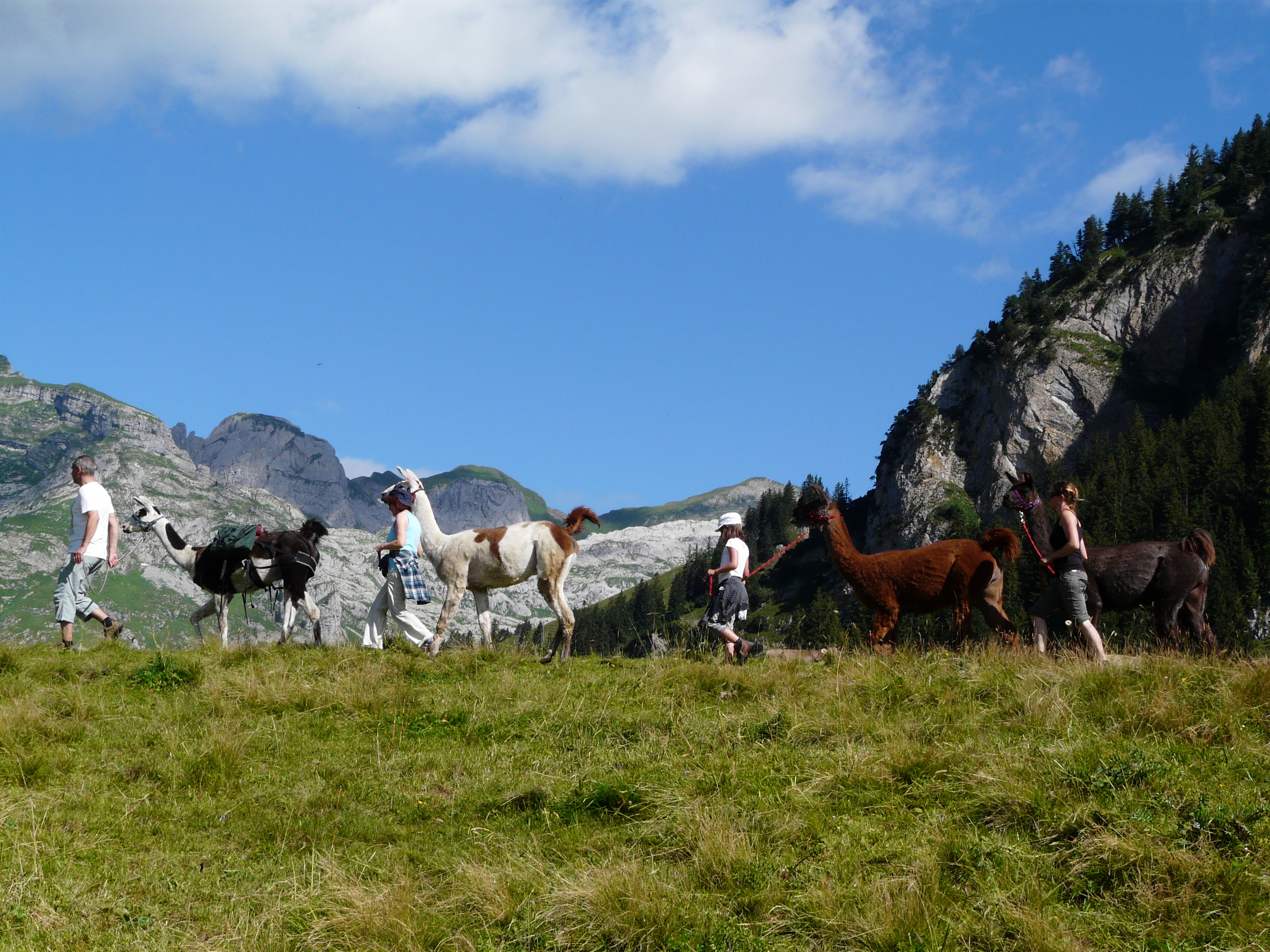 Wildhaus et ses lamas